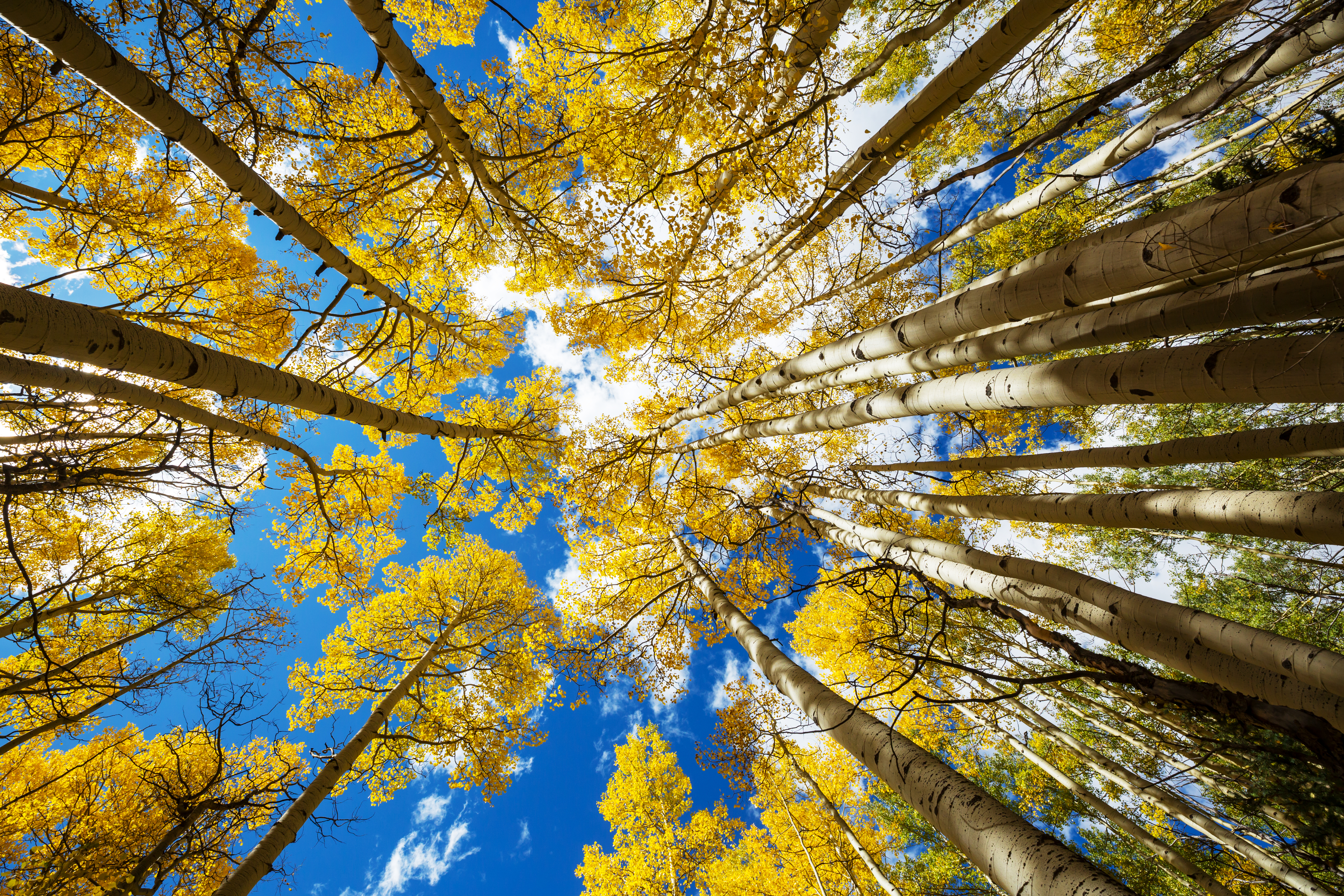 Colorful sunny forest scene in Autumn season with yellow trees in clear day.