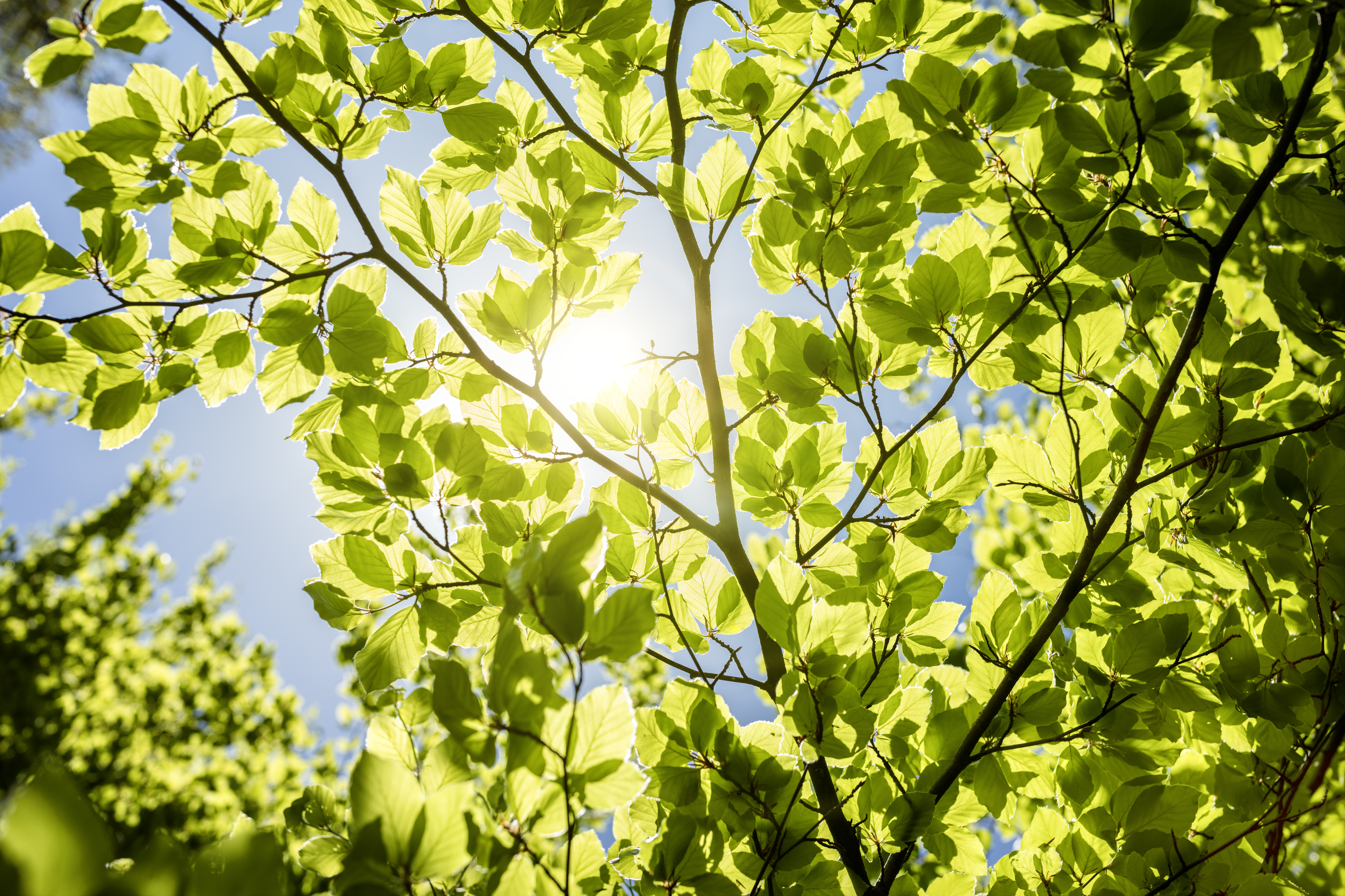 Spring leaves background with sunlight and blue sky